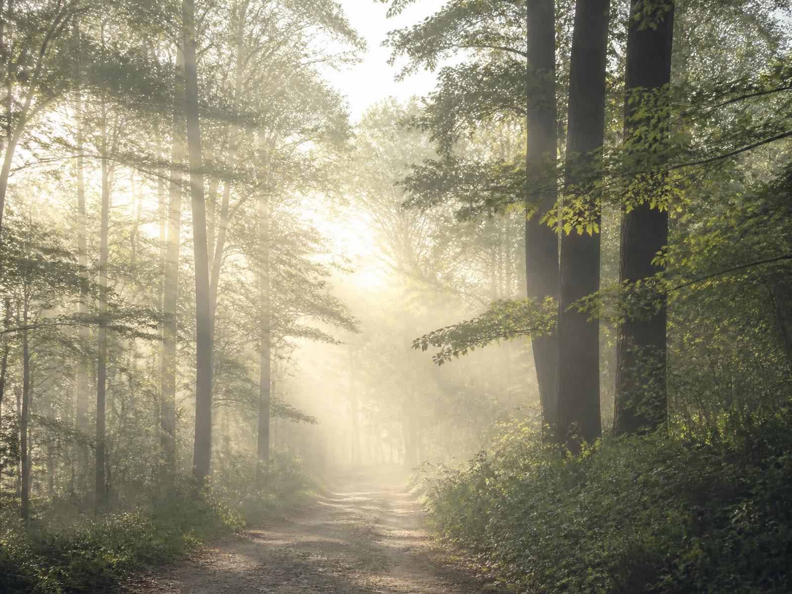 A quiet wooded path in soft morning light
